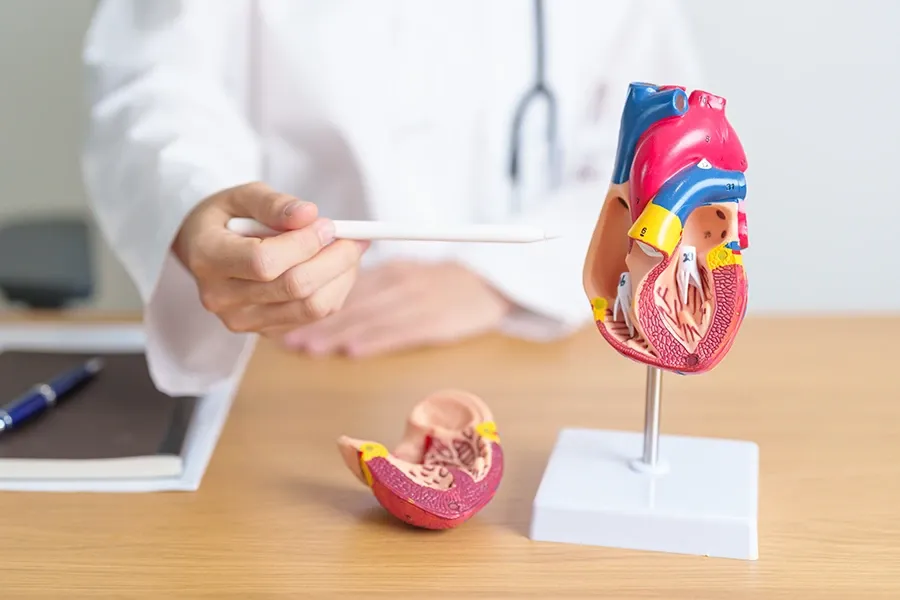 What are the Risk Factors of Coronary Artery Disease